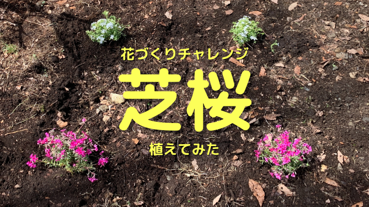 家庭菜園２年生 雑草対策に芝桜植えてみた 翌日積雪 ちょ田舎暮らし アラフォー独女と猫様