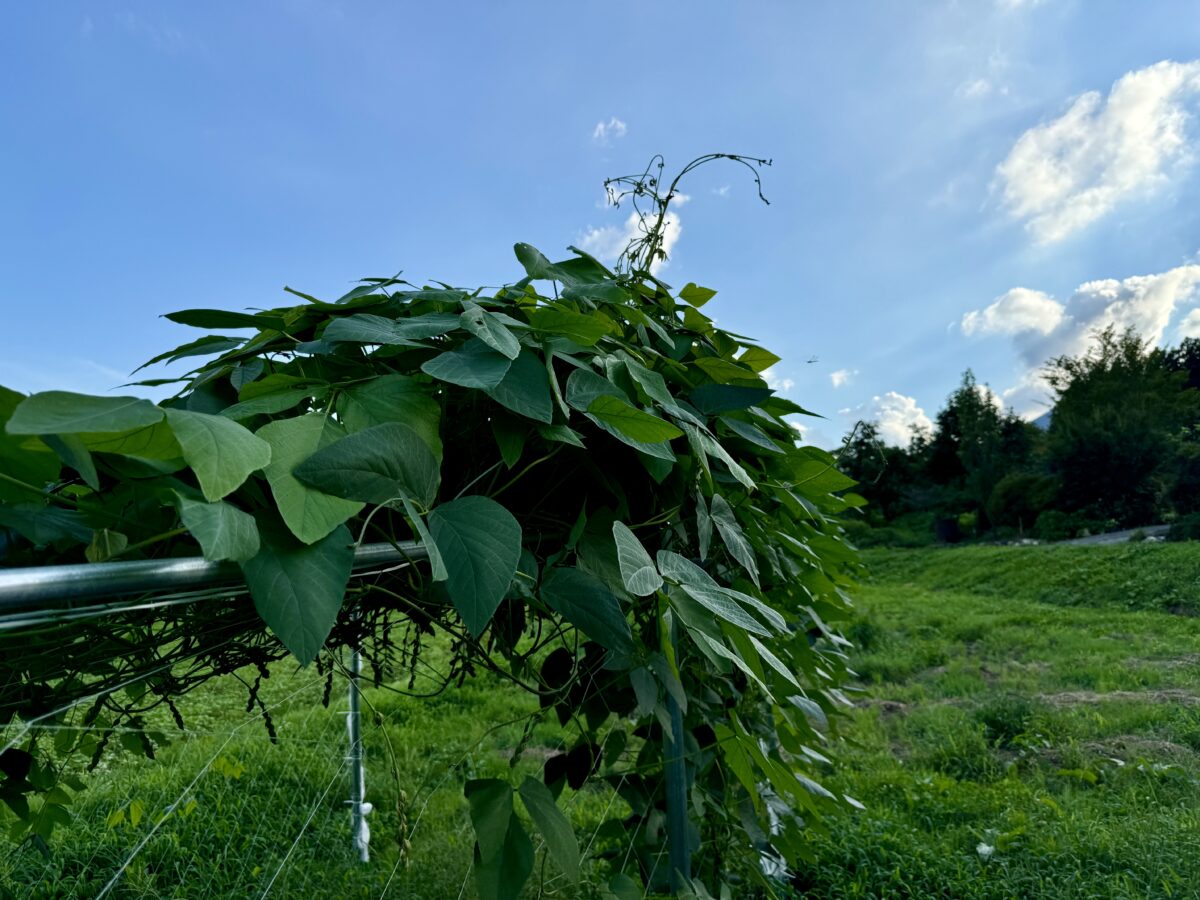 ムクナ豆栽培